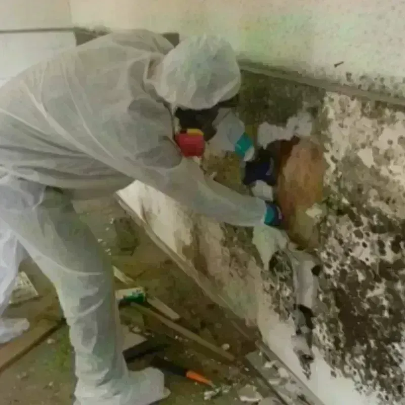 Mold Remediation and Removal in Weeping Water, NE